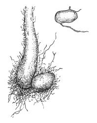 Rosulabryum subtomentosum, tubers. Drawn from G.B. Huang 547, CHR 463072.
 Image: R.C. Wagstaff © Landcare Research 2015 